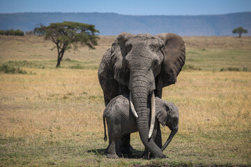 Mother protecting baby