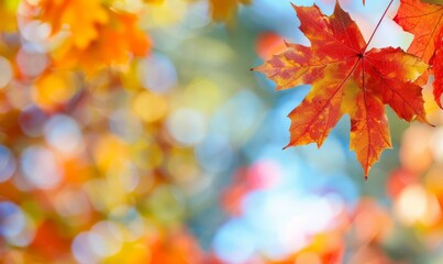 Fototapeta premium Red Maple Leaves Against A Blurry Autumn Background