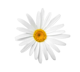 White Daisy (Marguerite). Chamomile