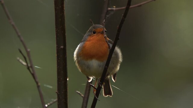 A European robin (Erithacus rubecula) singing in a tree in winter