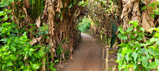path with banana leaves and tropical green plants