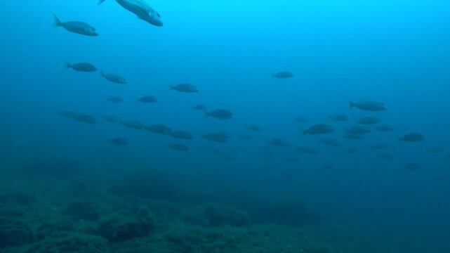Dentex dentex fish in dark blue water