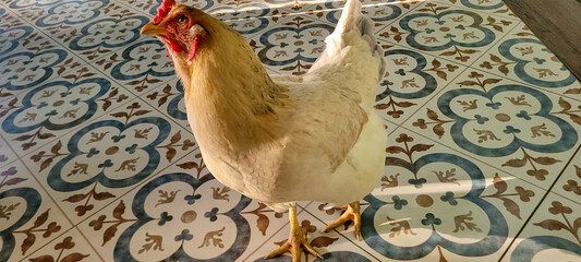brown chicken on colored floor