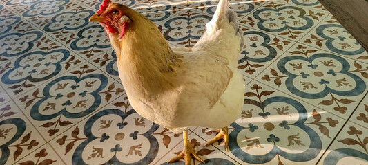 brown chicken on colored floor