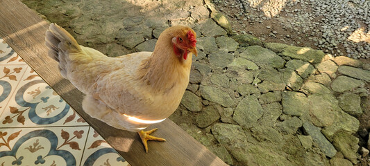 brown chicken on colored floor