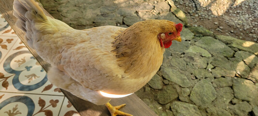 brown chicken on colored floor