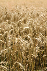 Ears of wheat ready for harvest in the field. Selective focus.	