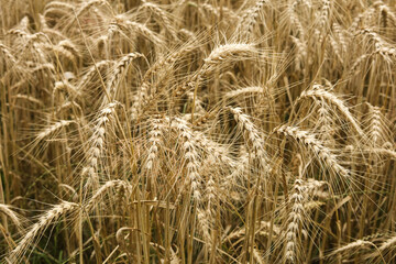 Ears of wheat ready for harvest in the field. Selective focus.