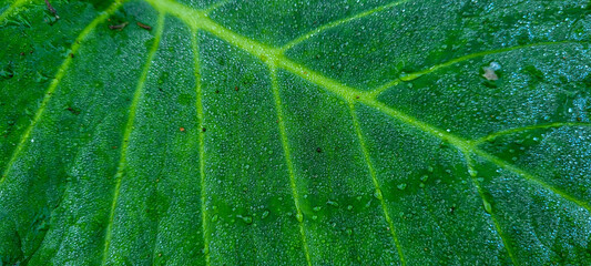tropical green foliage with abstract lines