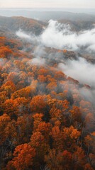 A beautiful autumn forest with trees covered in orange leaves