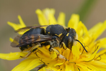 Colorful natural closeup on a European Florentine woolcarder bee, Anthidium florentinum on a yellow flower