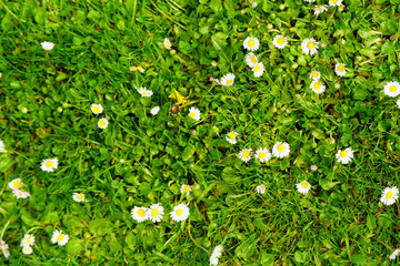 A scattering of small daisies on a backyard lawn. A creative idea for a print or card