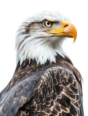 A close-up view of an eagle's head on a white background