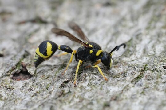 Closeup on a slender European black and yellow potter wasp, Eumenes mediterraneus sitting on a piece of wood