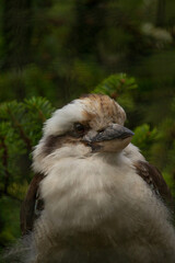 Kookaburra bird up close