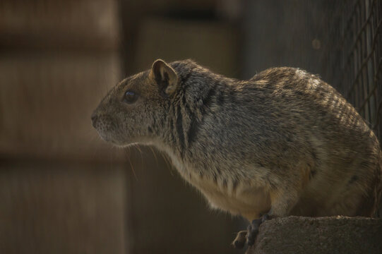  Rodent Moco or Rock Cavy Kerodon Rupestris