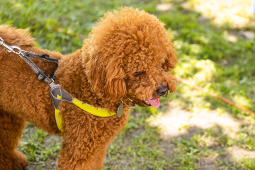 Small chocolate poodle on the grass. Pet in nature. Cute dog like a toy. Copy space
