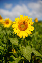 Fototapeta premium Detail of Sunflower