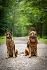 Perros pastores alemanes de pura raza (German Shepherd) se sientan y se acuestan en un sendero forestal en un bosque verde de verano, papel tapiz colorido, fondo para el diseño