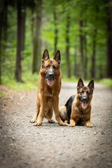 Perros pastores alemanes de pura raza (German Shepherd) se sientan y se acuestan en un sendero forestal en un bosque verde de verano, papel tapiz colorido, fondo para el diseño