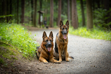 Perros pastores alemanes de pura raza (German Shepherd) se sientan y se acuestan en un sendero forestal en un bosque verde de verano, papel tapiz colorido, fondo para el diseño