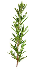 Fototapeta premium Fresh Rosemary Sprig