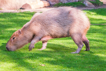 A large capybara walks on the green grass in the park