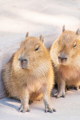 Three capybara in the park