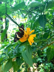 butterfly on a flower