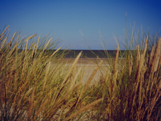 grass on a beach