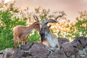 Markhor male and female on the rock. Latin name - Capra falconeri