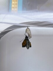 Butterfly Resting on it's Opened Chrysalis