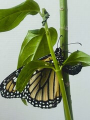 Monarch Butterfly Laying an Egg on a Milkweed Leaf