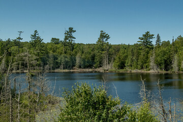 Obraz premium lake in the forest
