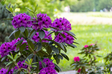 Rhododendron blossom. Shrubs blooming with purple flowers. Flowers of bright colors, close-up. Blooming rhododendrons in a park or botanical garden. Natural background