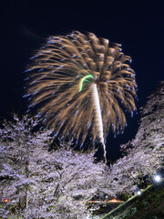 桜と花火