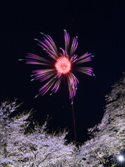 桜と花火