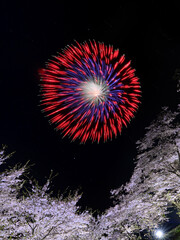 桜と花火