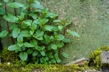 Peppermint plant growing through fence in backyard garden. Concept of nature power