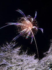桜と花火