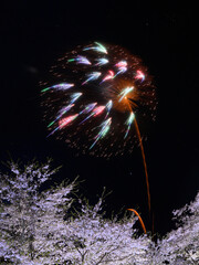 桜と花火