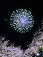 桜と花火