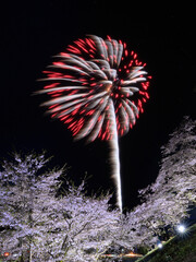 桜と花火