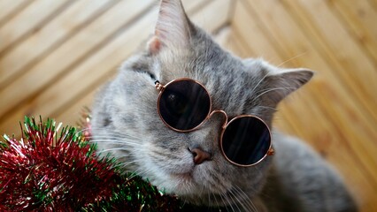 Scottish straight cat celebrates holiday eve Happy New Year 2025 and Merry Christmas. Pet in...
