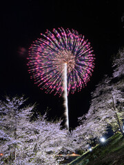 桜と花火