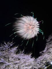 桜と花火