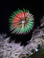 桜と花火