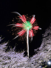 桜と花火