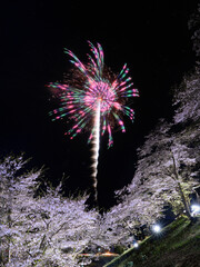 桜と花火
