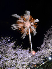 桜と花火